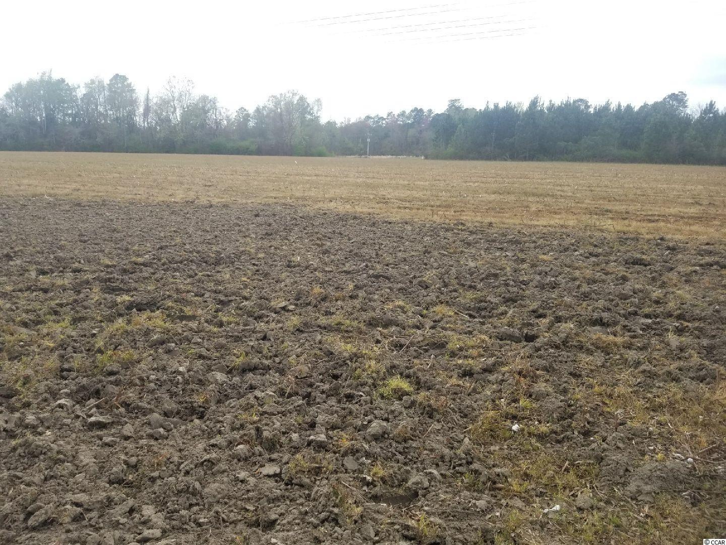 Tbd West Willow Pond Road Johnsonville, SC 29555 - Photo 10 of 20 Gallery Image 10