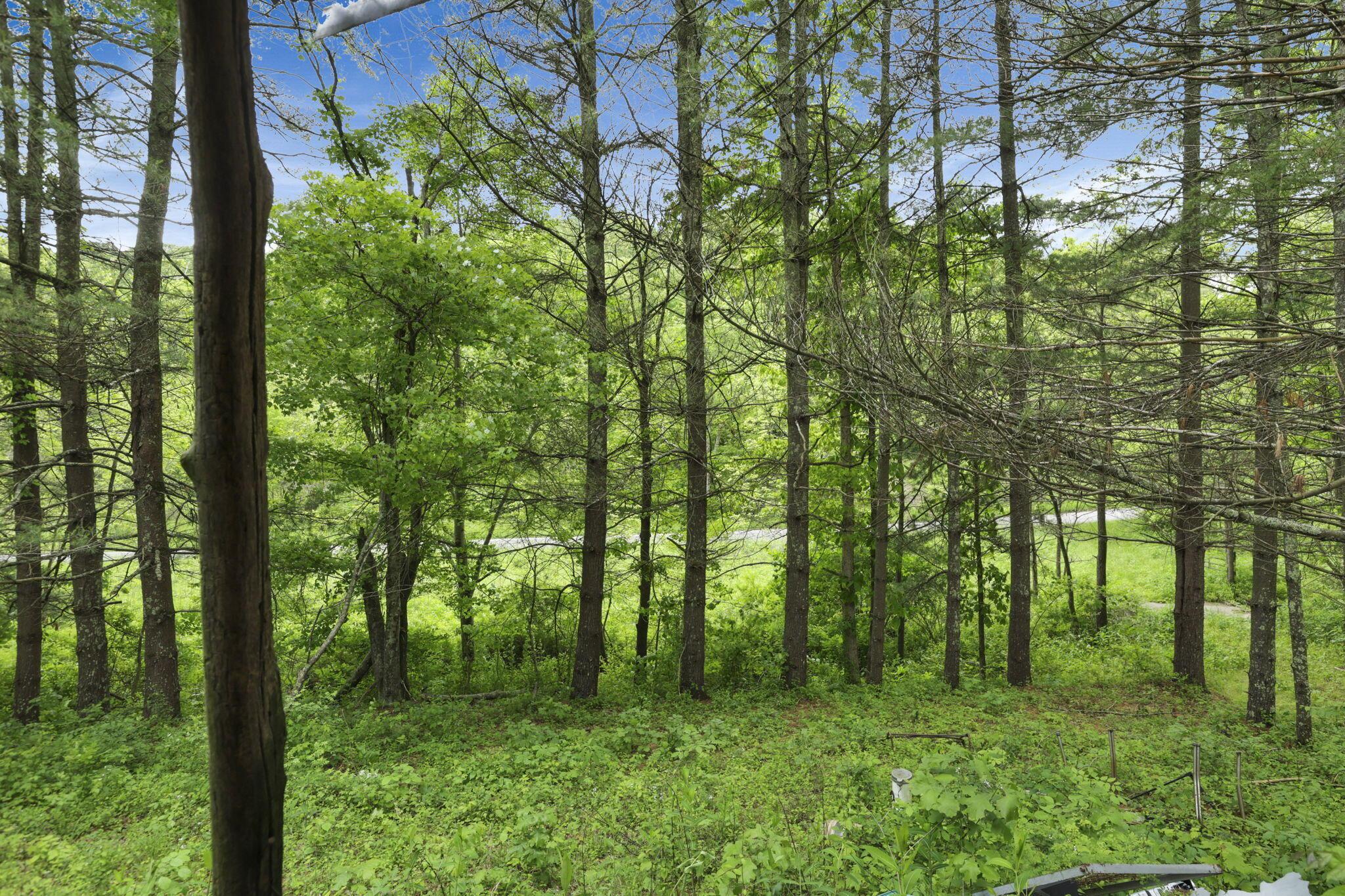 11250 Grass Run Road New Marshfield, OH 45766 - Photo 3 of 16 Pine Trees View