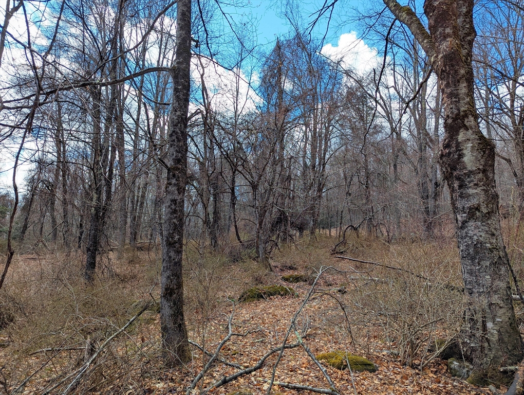 Lot 33.03 William Holmes Road Becket, MA 01223 - Photo 17 of 17 a view of a forest with lots of trees