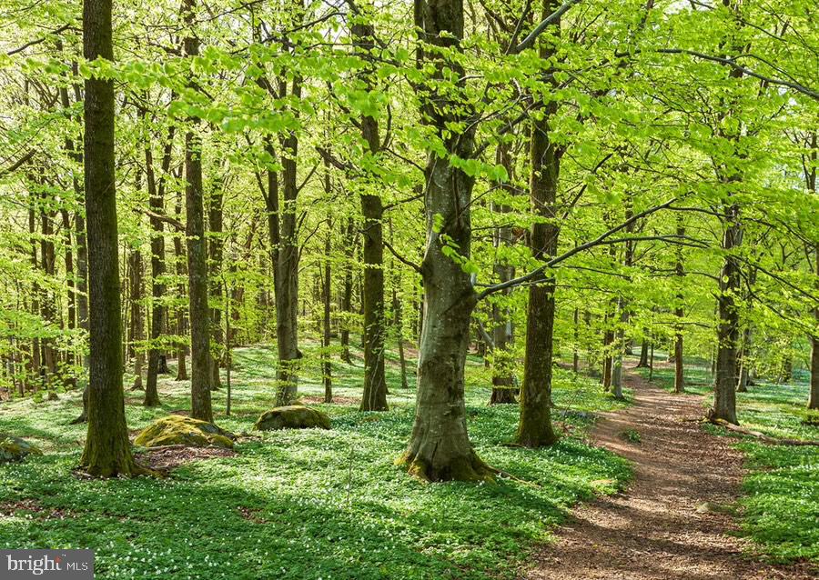 17436 Clagett Landing Road Upper Marlboro, MD 20774 - Photo 1 of 6 Lush green forest path beckons wanderers.