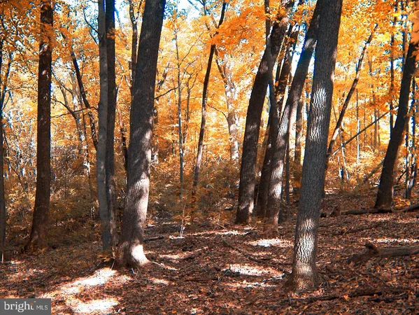 a backyard of a house with trees
