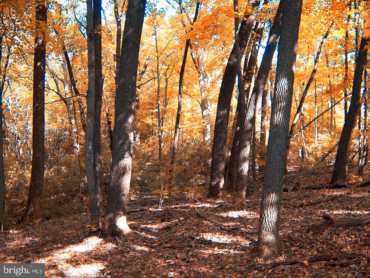 a backyard of a house with trees
