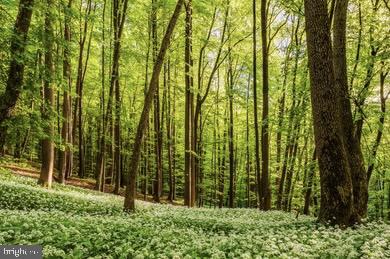 17436 Clagett Landing Road Upper Marlboro, MD 20774 - Photo 2 of 6 Verdant tranquility in a lush forest.