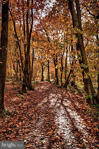 a backyard of a house with lots of trees