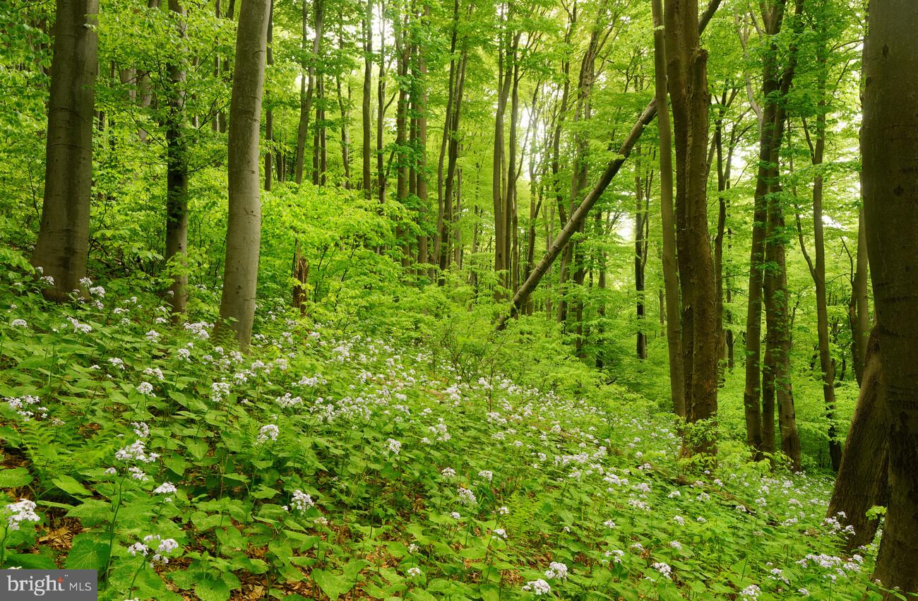 17436 Clagett Landing Road Upper Marlboro, MD 20774 - Photo 3 of 6 Verdant forest with blooming wildflowers.
