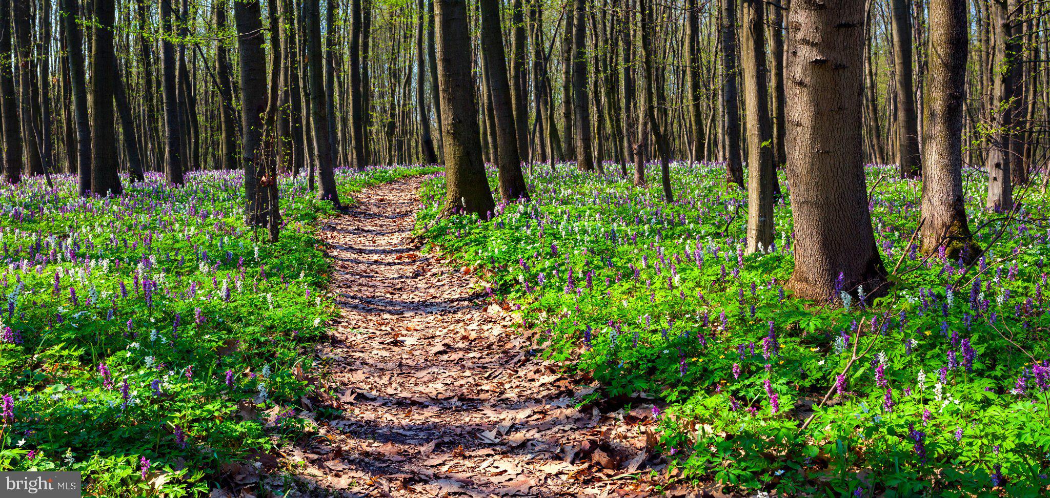 17436 Clagett Landing Road Upper Marlboro, MD 20774 - Photo 4 of 6 Serene woodland path in bloom.