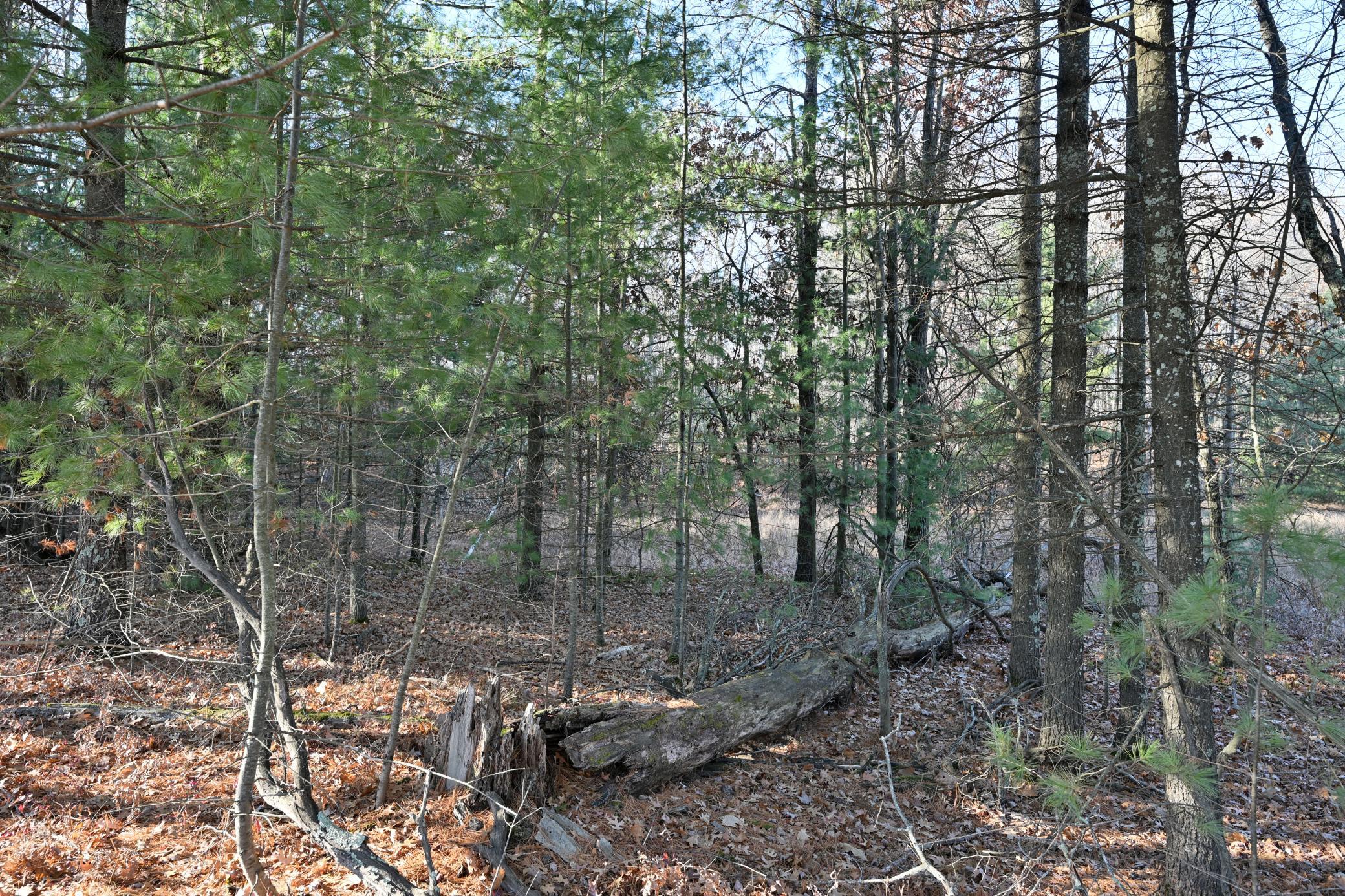 Lot 3 North Bass Lake Road Webster, WI 54893 - Photo 6 of 15