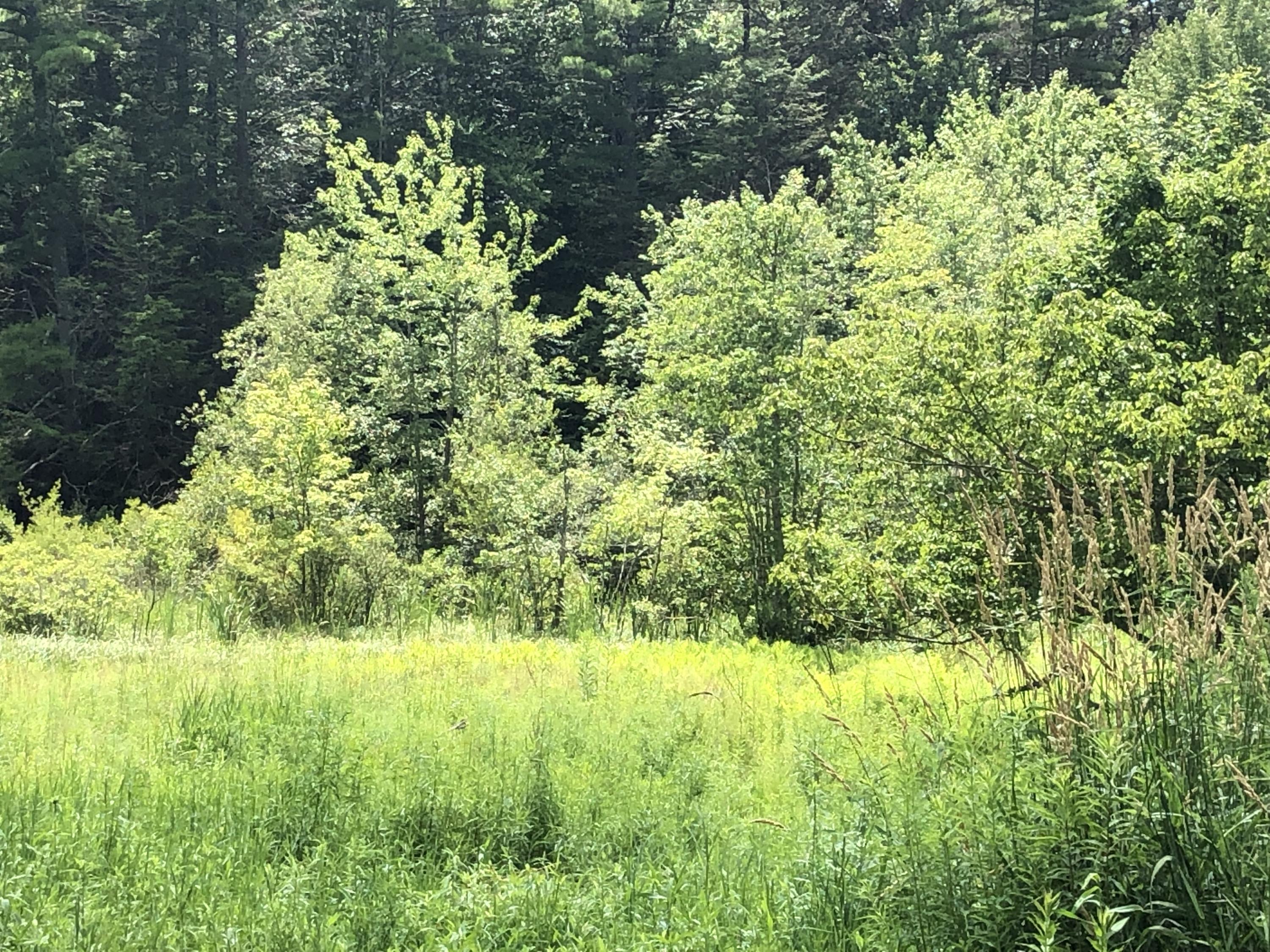 294 Mountain Road Cape Neddick, ME 03902 - Photo 5 of 6 CAC70E4B-8354-4274-B2C7-740F62BD5901
