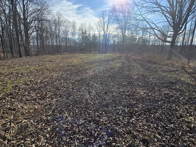 a view of a yard with trees