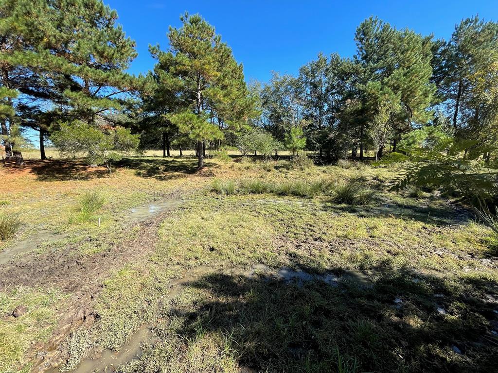 0 Ozell Road Boston, GA 31626 - Photo 33 of 46 Pond Area