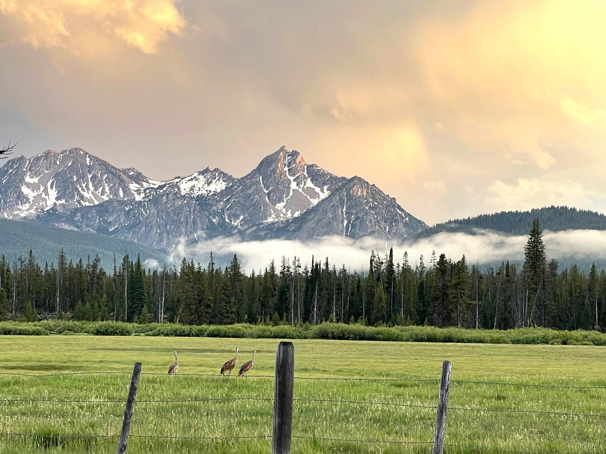 21 Cow Camp Road Stanley, ID 83278 - Photo 1 of 13 Sandhill Cranes