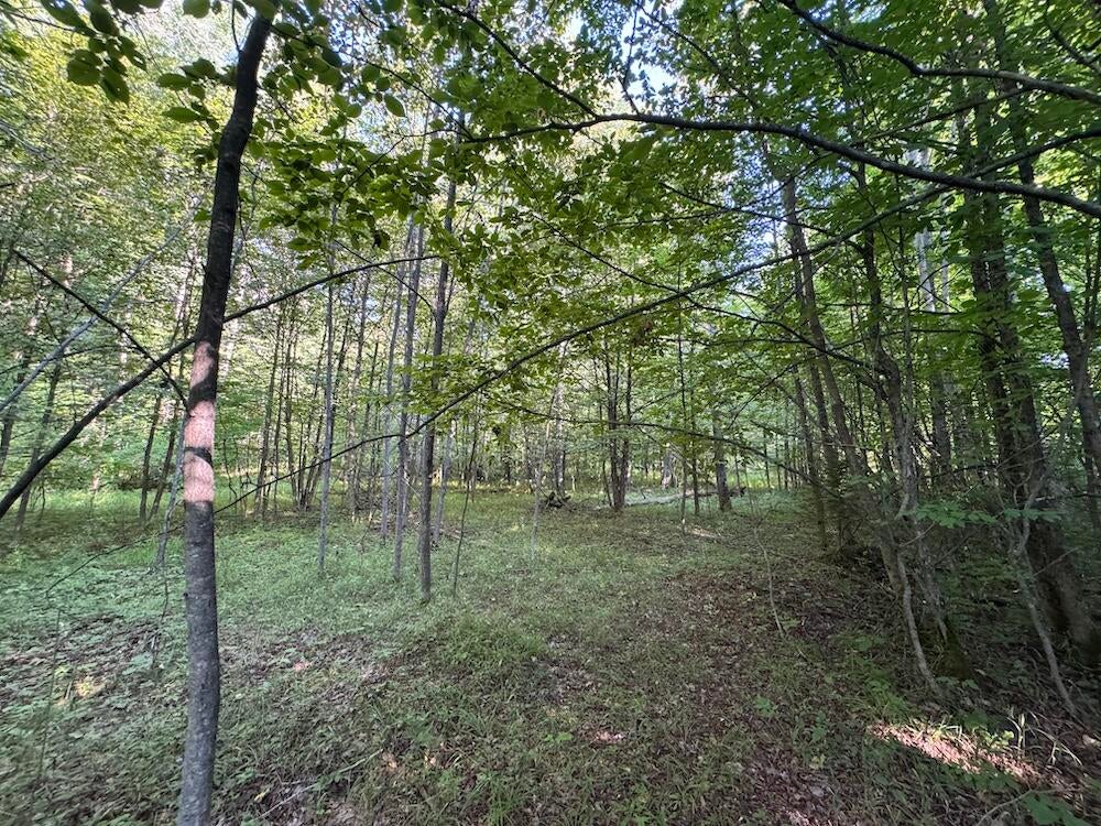 East Procunier Road Harrisville, MI 48740 - Photo 31 of 78 Gallery Image 31