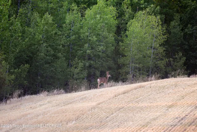 $10,950,000 | Deckers Pt Road, Tetonia, ID 83452