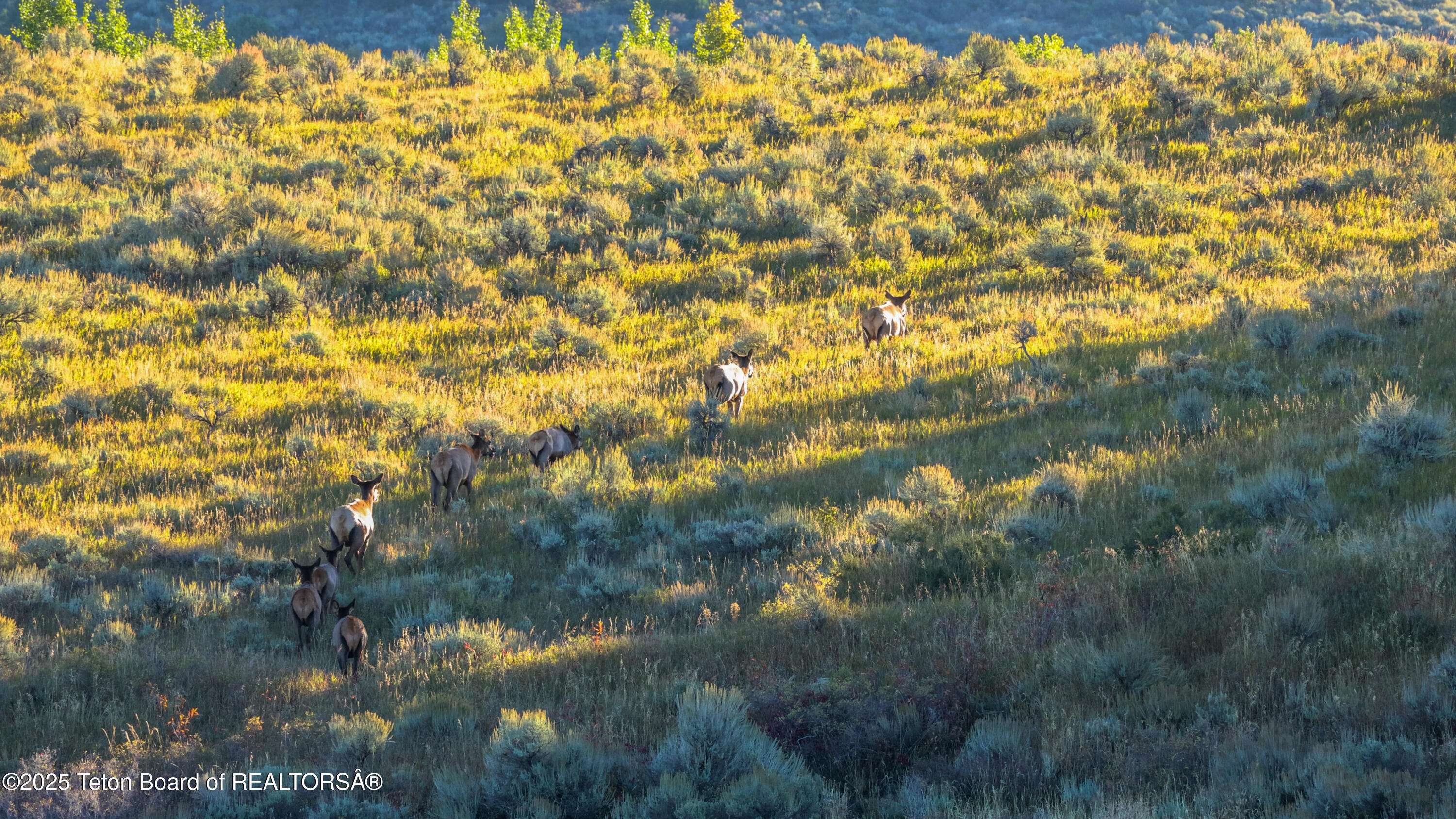 Deckers Pt Road Tetonia, ID 83452 - Photo 3 of 24 20250921