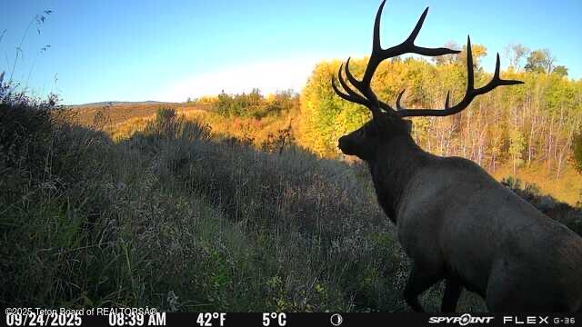 Deckers Pt Road Tetonia, ID 83452 - Photo 4 of 24 Bull Elk