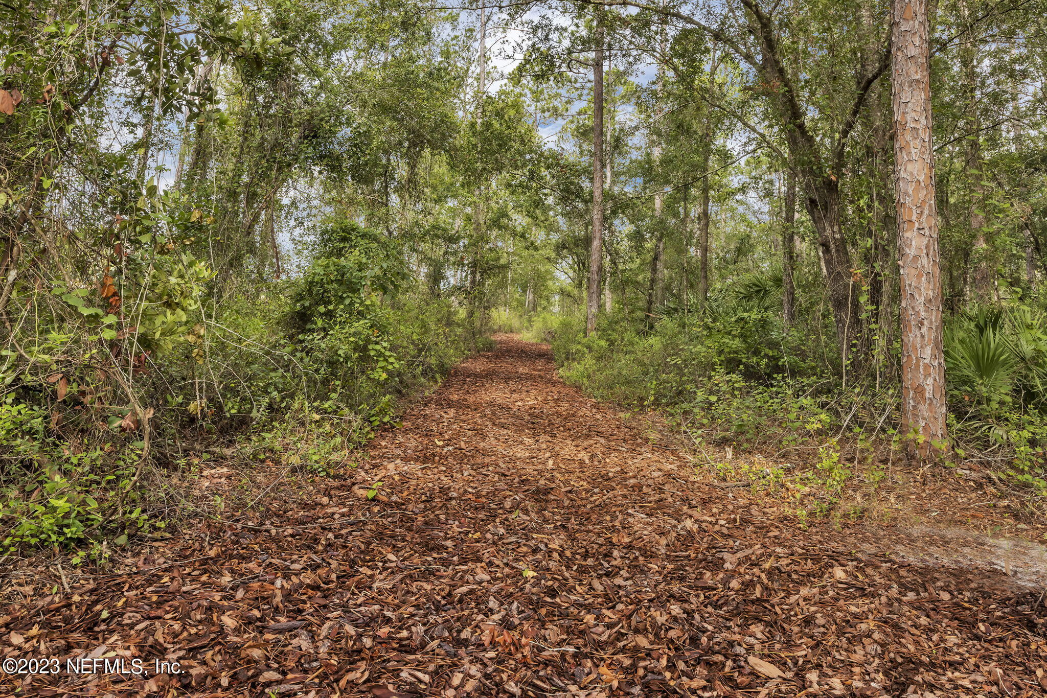 860 Rooster Holw Way Middleburg, FL 32068 - Photo 24 of 26 a view of a yard with a tree