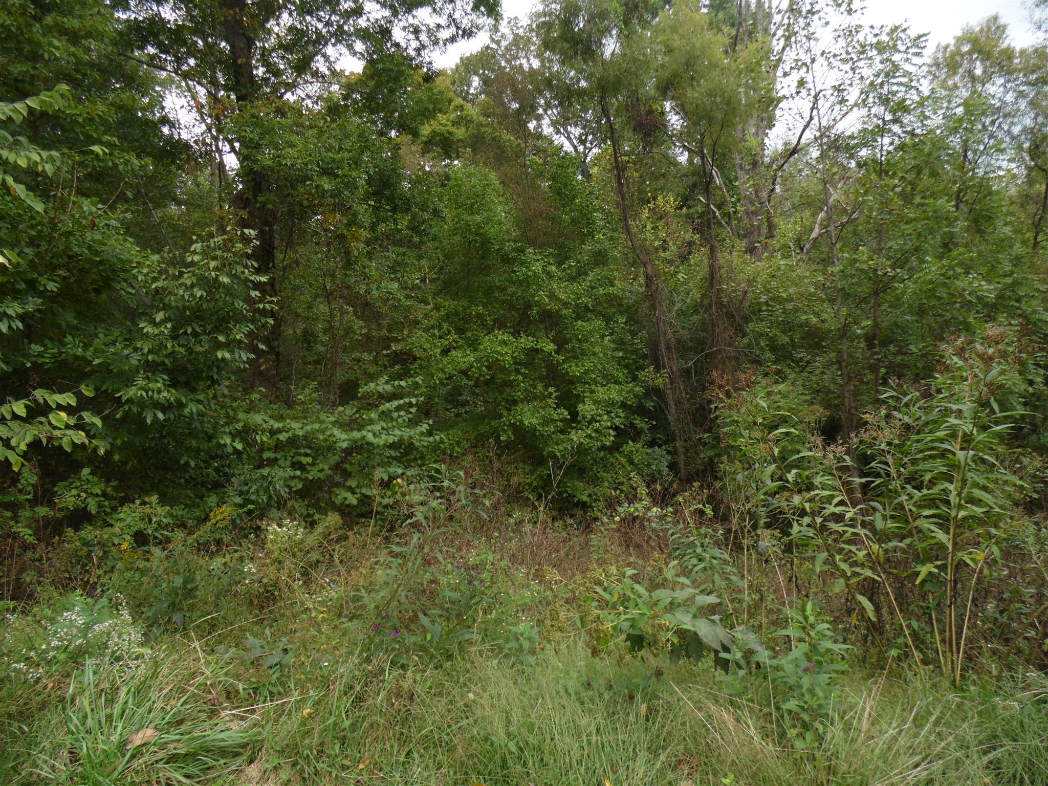 6531 Porters Branch Road Santa Fe, TN 38482 - Photo 5 of 18 a view of a lush green forest
