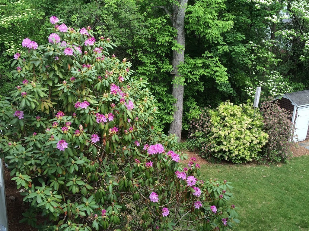 36 Lawton Road Needham, MA 02492 - Photo 27 of 30 Gallery Image 27