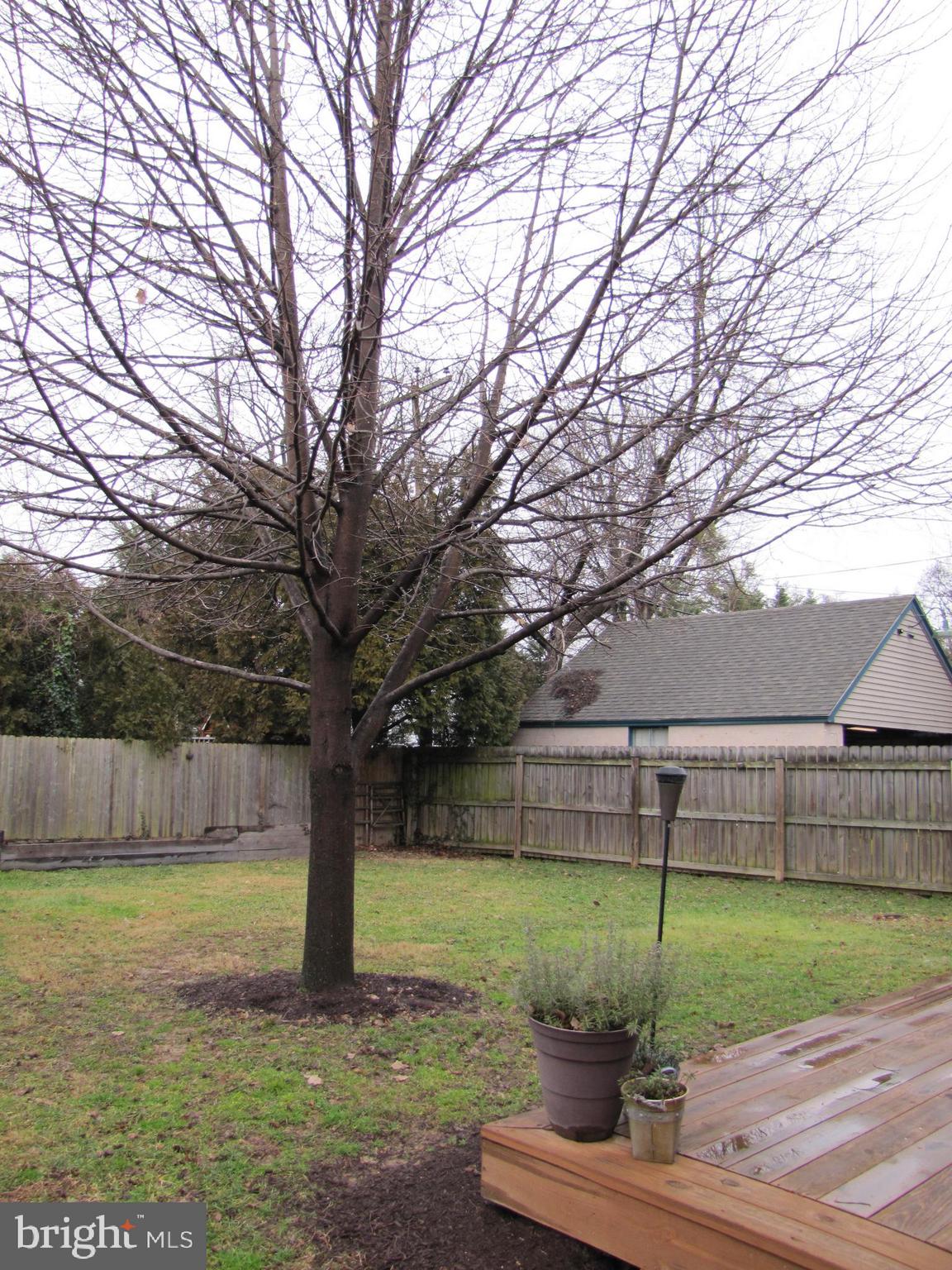 6310 South Orchard Road Linthicum, MD 21090 - Photo 50 of 52 Beautiful tree to shade the deck