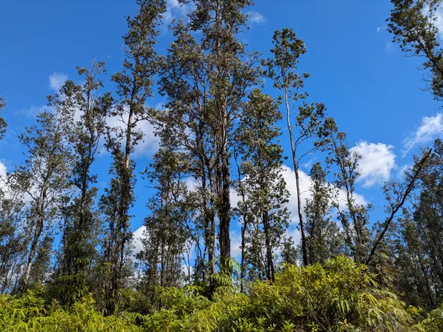 a view of a yard with plants and trees