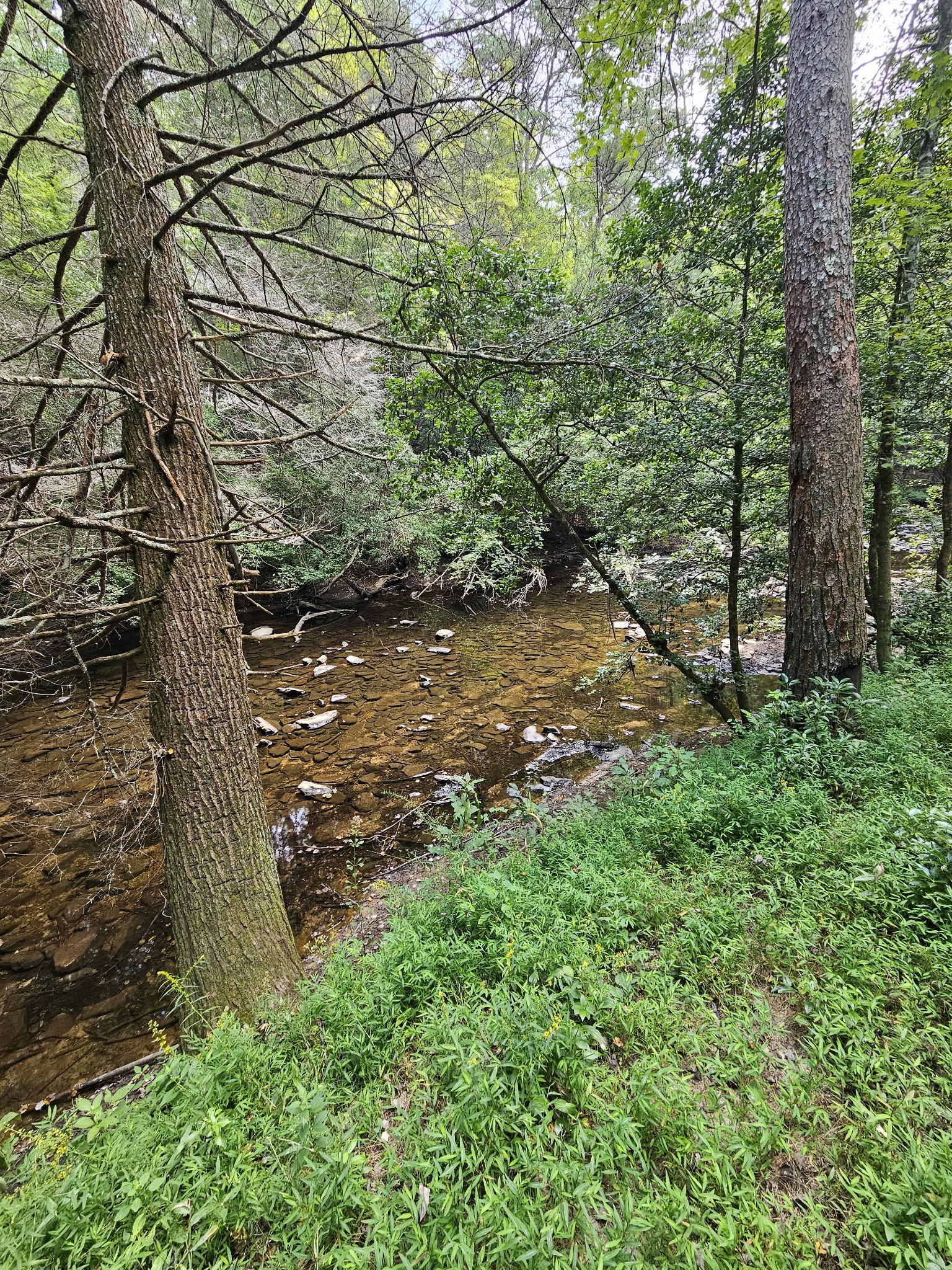 83 Creekview Lane Altamont, TN 37301 - Photo 6 of 8 a view of a tree in a yard