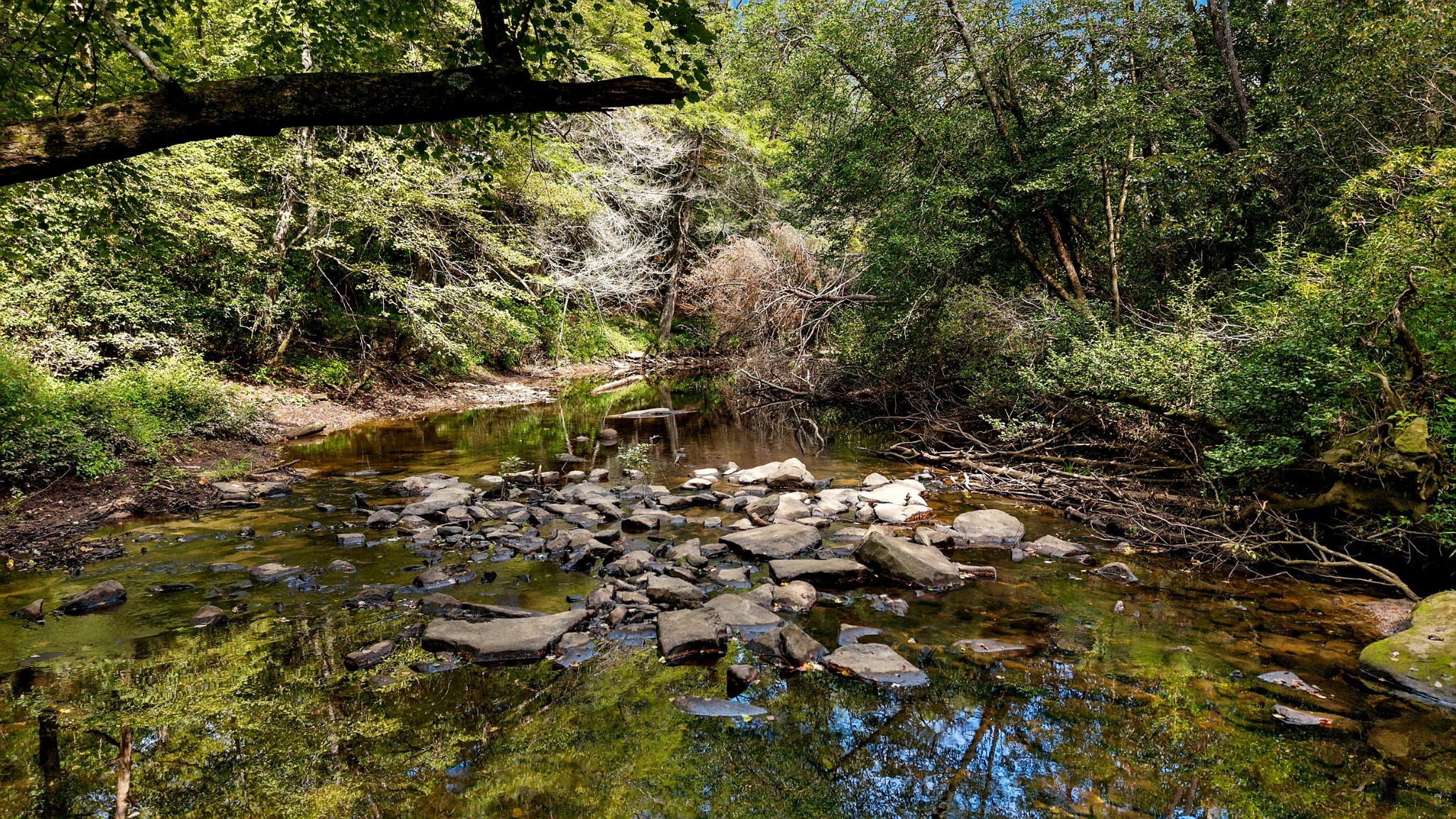 83 Creekview Lane Altamont, TN 37301 - Photo 8 of 8 a view of outdoor space and a yard