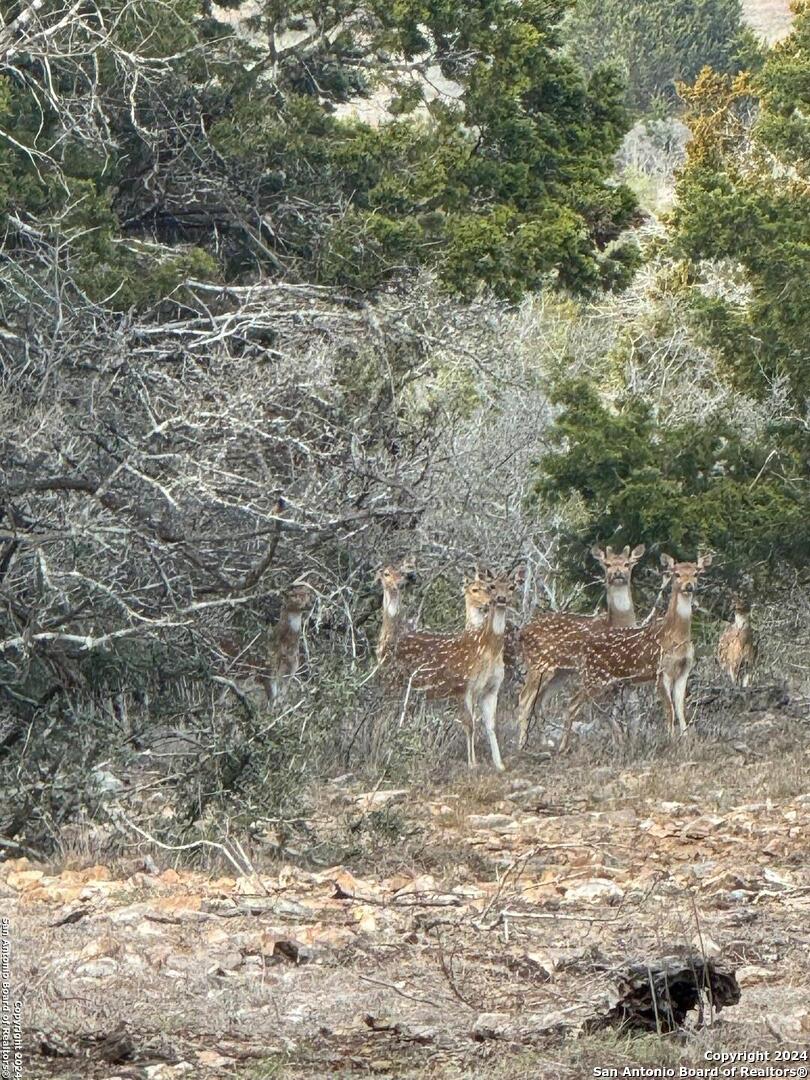 228-232 Spring Road Fredericksburg, TX 78624 - Photo 66 of 82