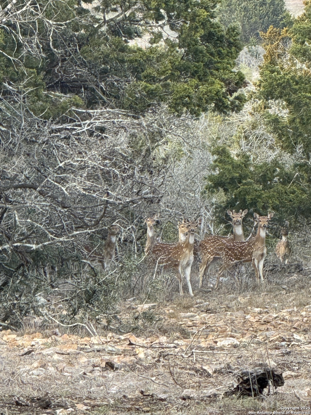 228-232 Spring Road Fredericksburg, TX 78624 - Photo 76 of 82