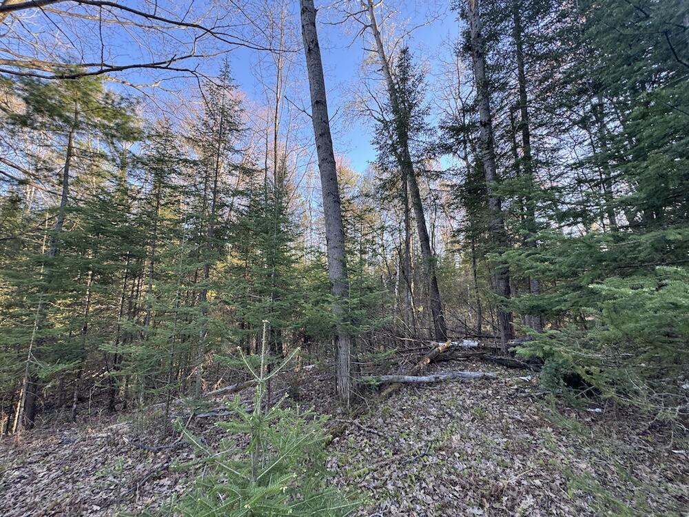 Lot 1 V/l Wildwood Road Alger, MI 48610 - Photo 11 of 35 IMG_2871