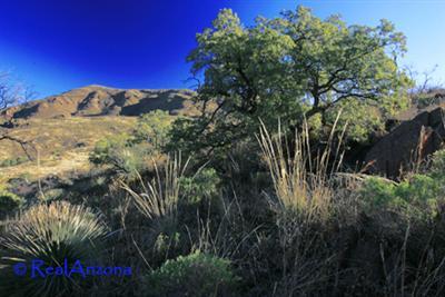 0 Grosvenor Way Rio Rico, AZ 85648 - Photo 1 of 10