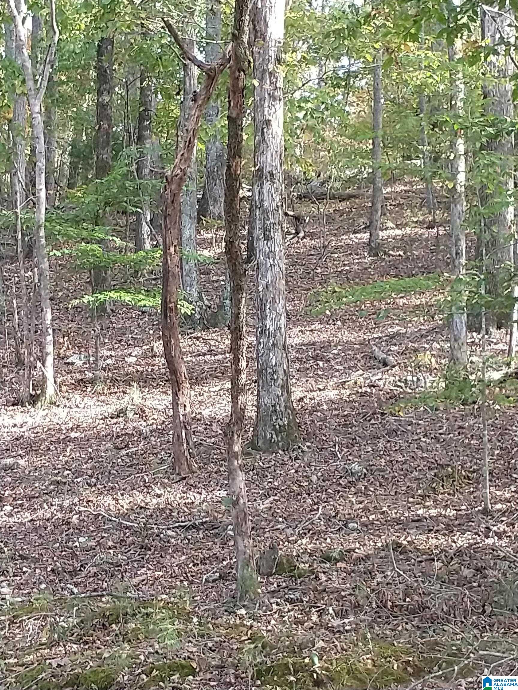0 Ragans Lane, Unit 81 Talladega, AL 35160 - Photo 10 of 12 Gallery Image 10