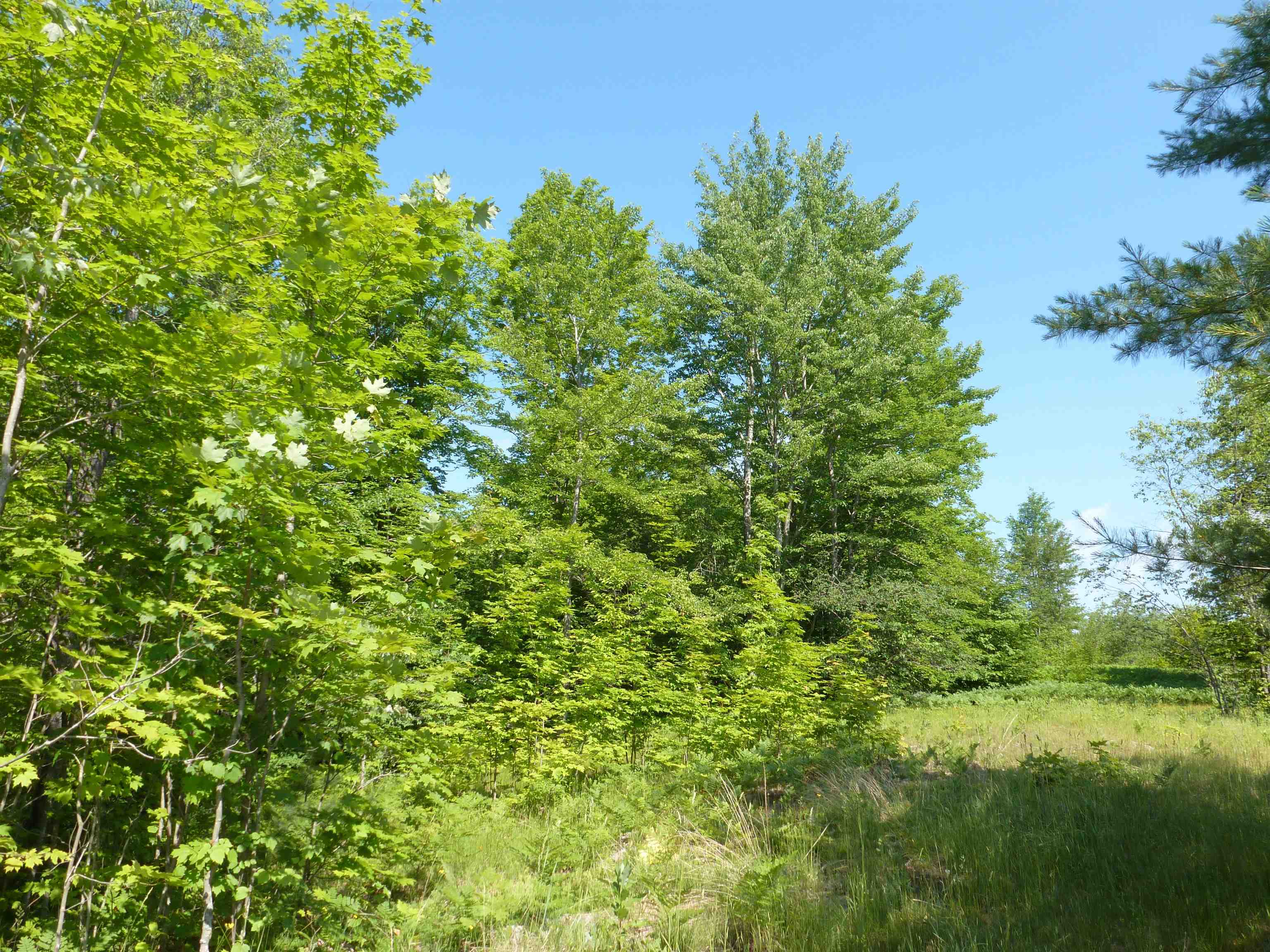 0 Summit Road Northeast Kalkaska, MI 49646 - Photo 8 of 11 1915112-7.JPG
