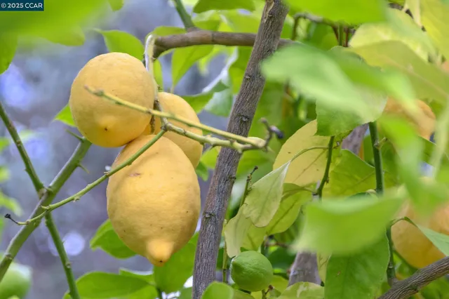 $1,299,000 | 2335 Mallard Drive, Walnut Creek, CA 94597