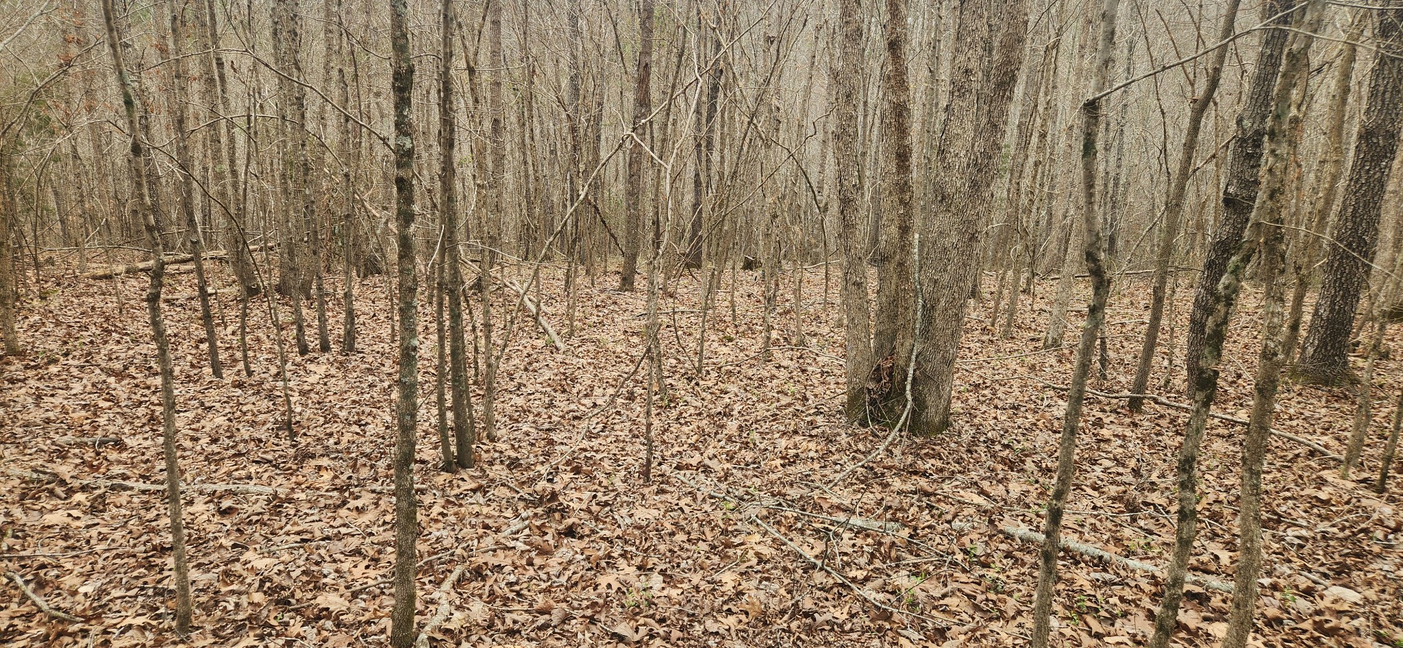 0 Nine Mile Ridge Duck River, TN 38454 - Photo 4 of 8 Gallery Image 4