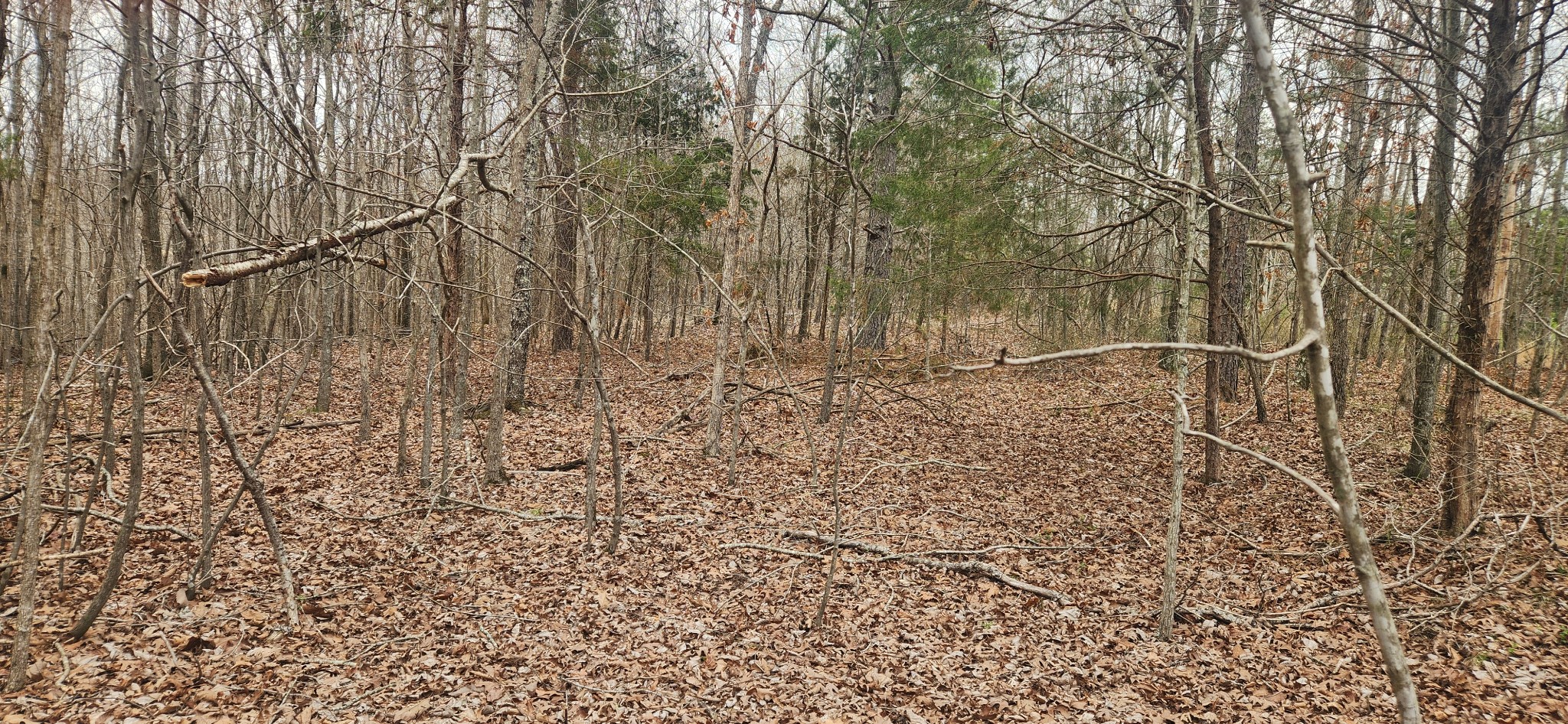 0 Nine Mile Ridge Duck River, TN 38454 - Photo 5 of 8 Gallery Image 5
