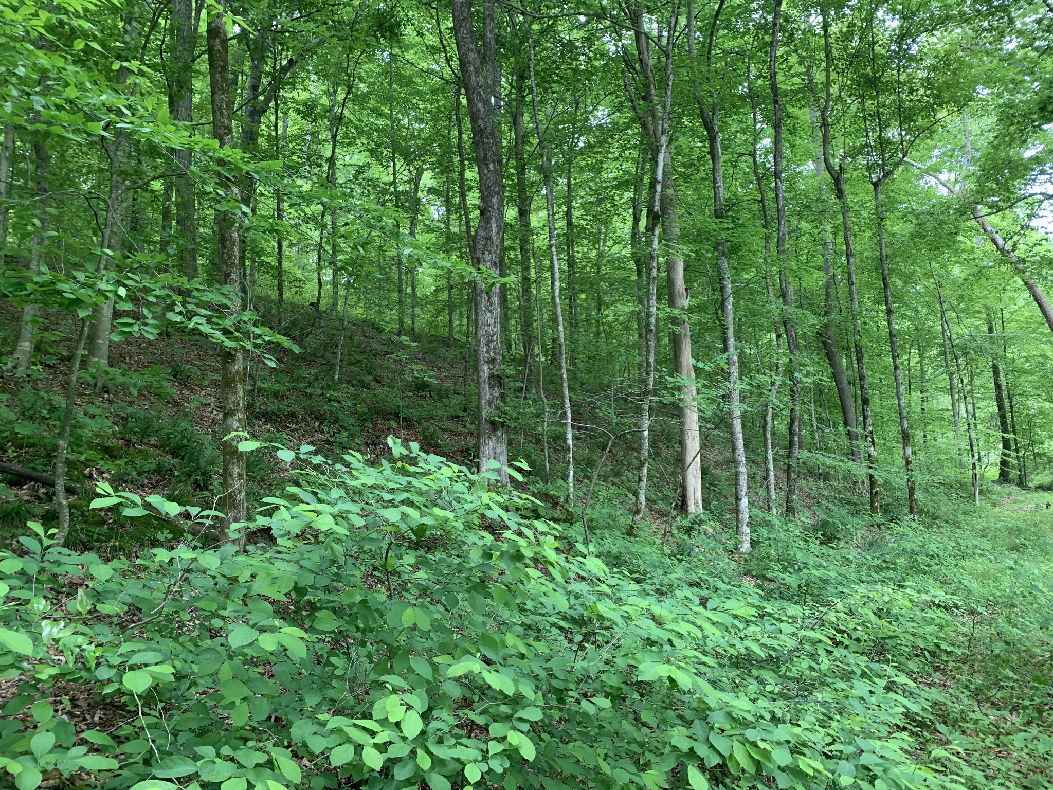 1165 Timber Ridge Road Charlotte, TN 37036 - Photo 19 of 42 Gallery Image 19