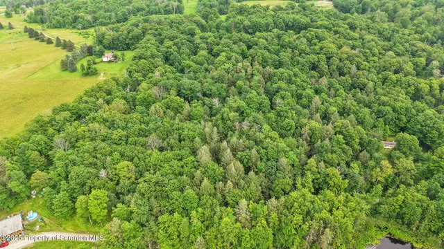 a view of a big yard with plants and large trees