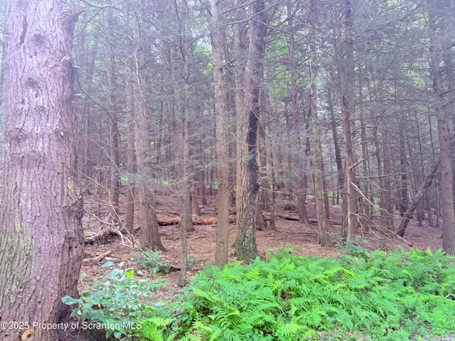 a view of a backyard with plants and large trees