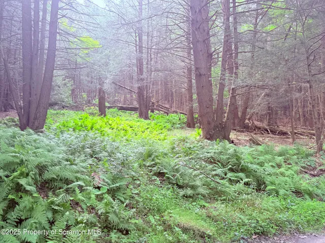 a garden with lots of trees and plants