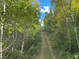 800 Homestead Road Road Cokeville, WY 83114 - Photo 29 of 49 Wooded acreage featuring a natural path and mature trees