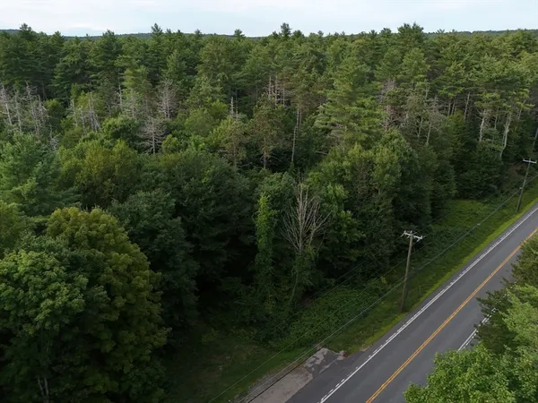 a view of a lush green forest