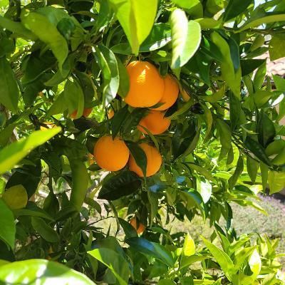 $5,350,000 | 636 Southdale Way, Woodside, CA 94062