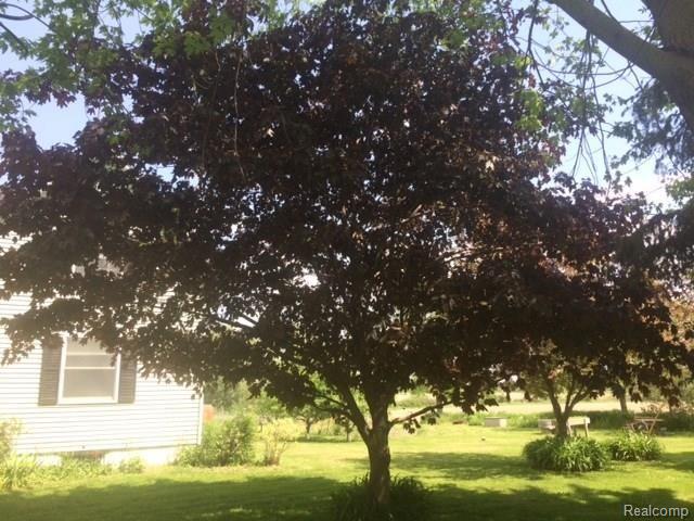 100 North Doran Road Imlay City, MI 48444 - Photo 45 of 46 tree.JPG