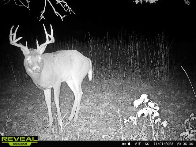 0 Bush Road Melrose, WI 54642 - Photo 4 of 50 865814041729763-80-3-11012023233634-W100