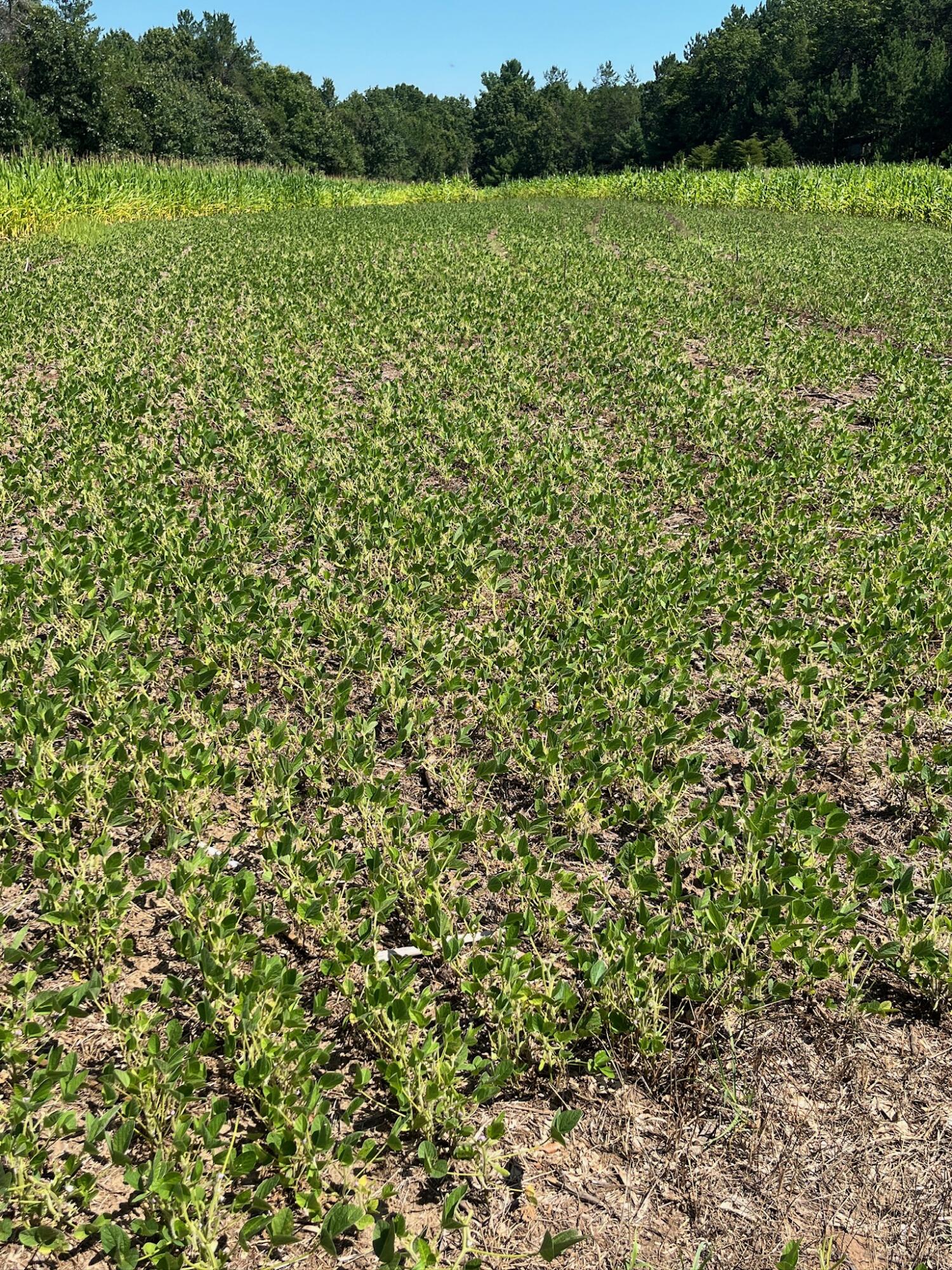 0 Bush Road Melrose, WI 54642 - Photo 47 of 50 IMG_3523