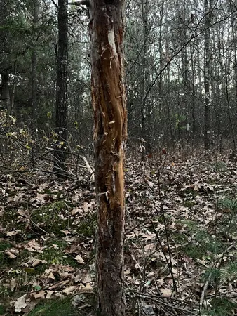 $555,000 | 0 Bush Road, Melrose, WI 54642