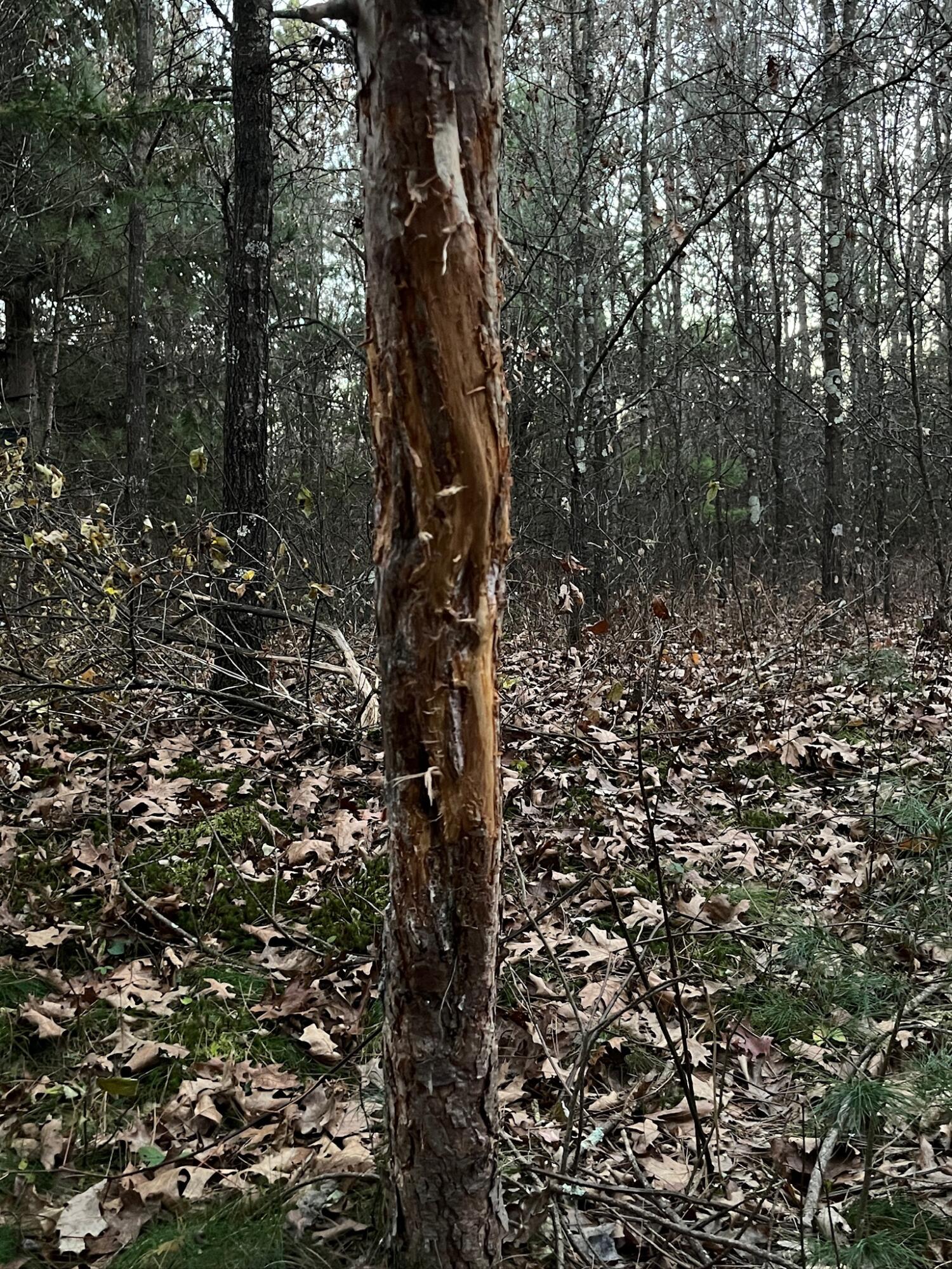 0 Bush Road Melrose, WI 54642 - Photo 49 of 50 IMG_4095