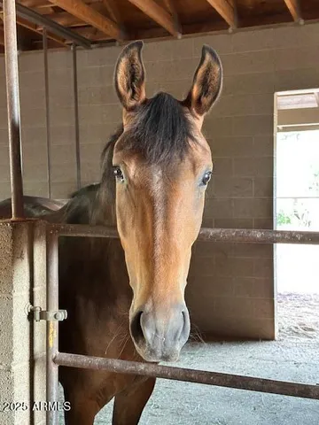 a view of a yard with palm trees