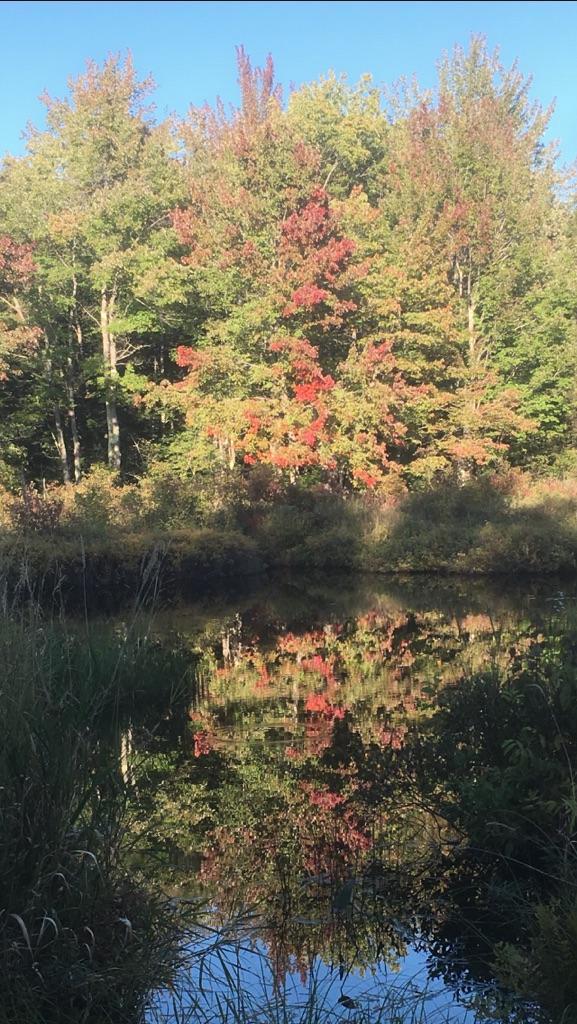 581 Bog Road Albion, ME 04910 - Photo 6 of 16 trees and waater