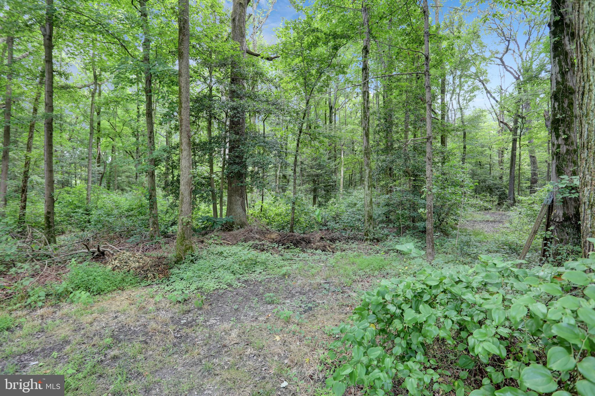 2205 Holly Neck Road Baltimore, MD 21221 - Photo 54 of 72 Wooded Path